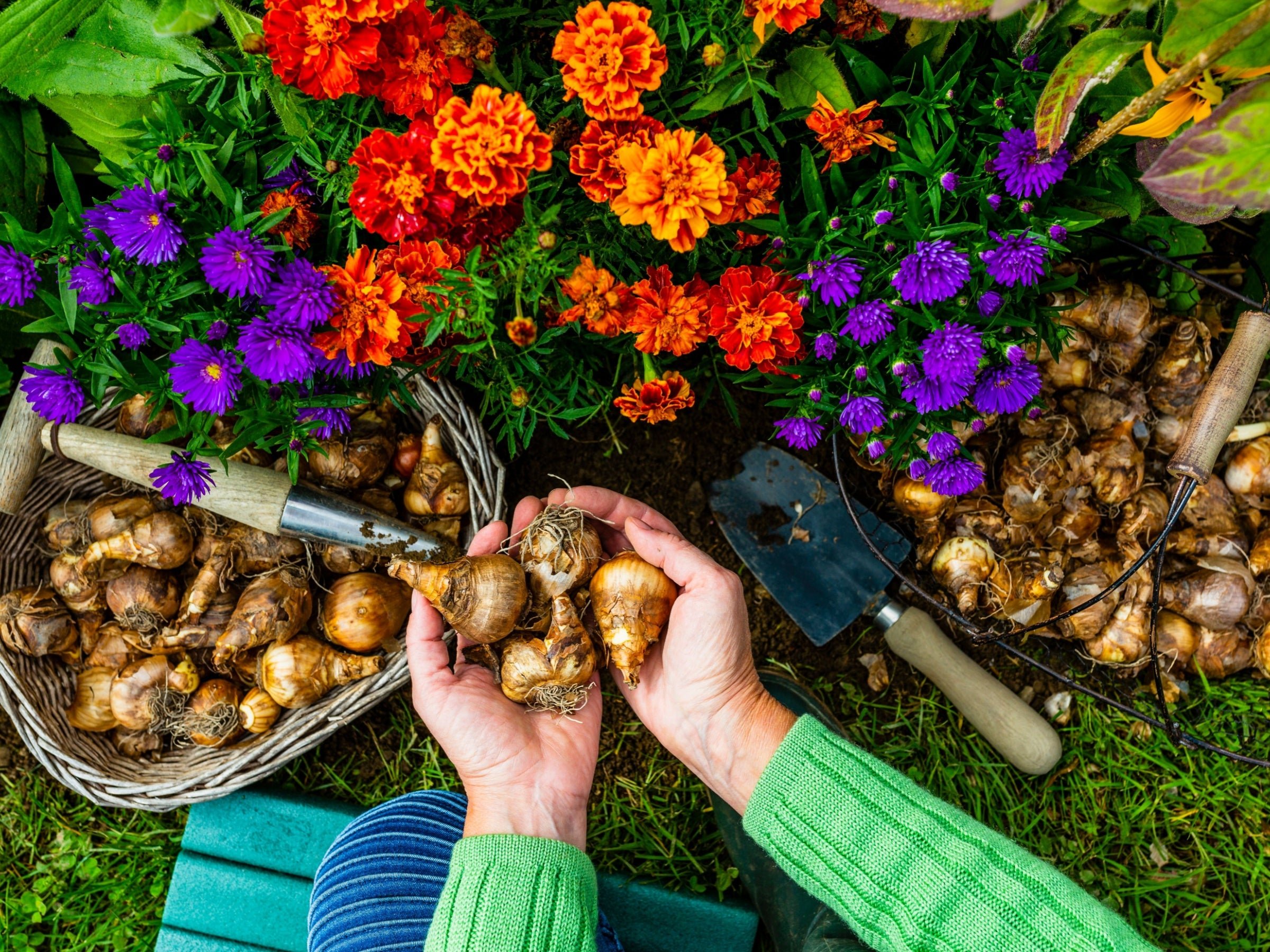 TN Nursery - Bulbs